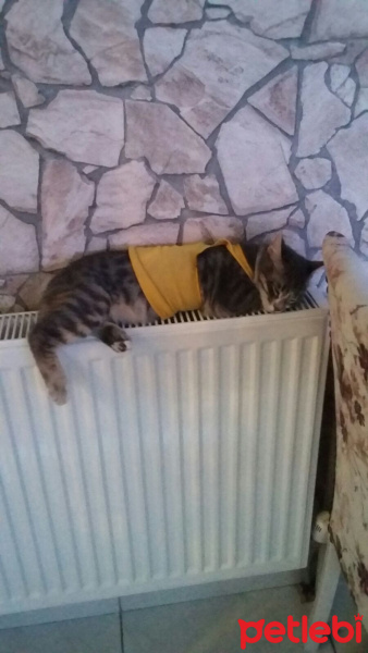 Tekir Kedi, Kedi  Duman fotoğrafı