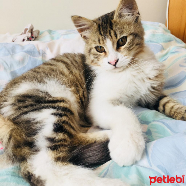 Tekir Kedi, Kedi  Çuna fotoğrafı