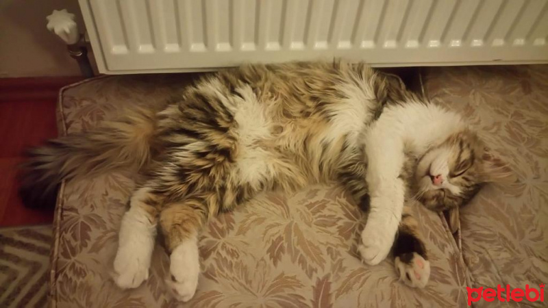 Tekir Kedi, Kedi  Çuna fotoğrafı