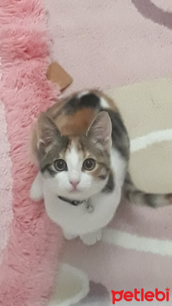 Tekir Kedi, Kedi  Şanslı fotoğrafı