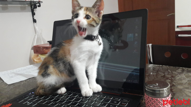 Tekir Kedi, Kedi  Şanslı fotoğrafı