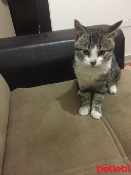 Tekir Kedi, Kedi  Demir fotoğrafı