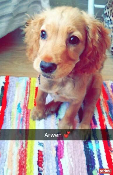 Amerikan Cocker Spaniel, Köpek  Arwen fotoğrafı