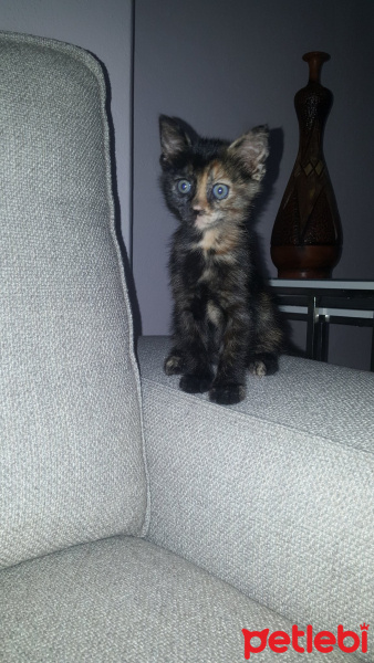 Tekir Kedi, Kedi  Venüs fotoğrafı