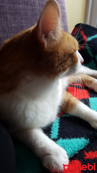 Sarman, Kedi  Ajan fotoğrafı