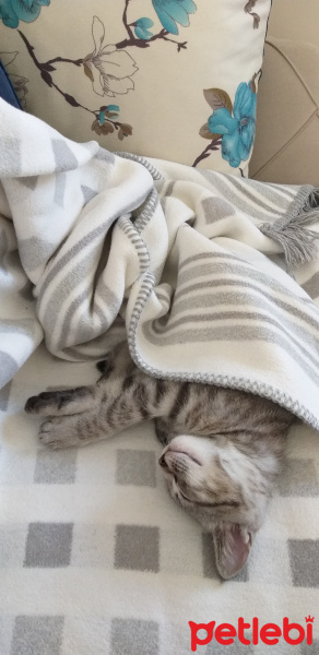 British Shorthair, Kedi  Paşa fotoğrafı