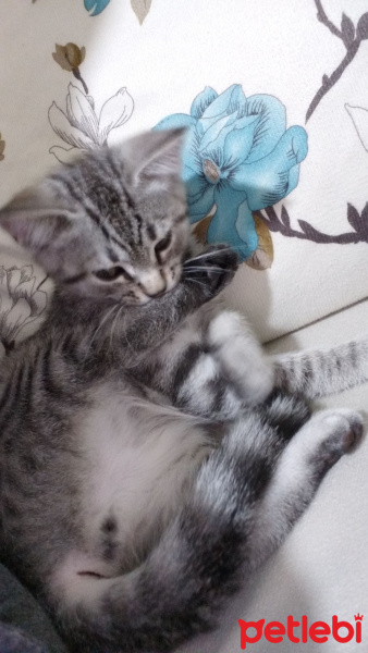 British Shorthair, Kedi  Paşa fotoğrafı