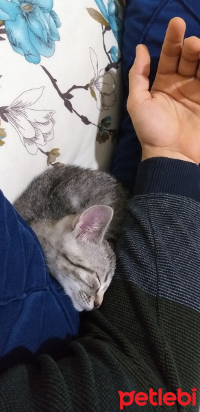 British Shorthair, Kedi  Paşa fotoğrafı