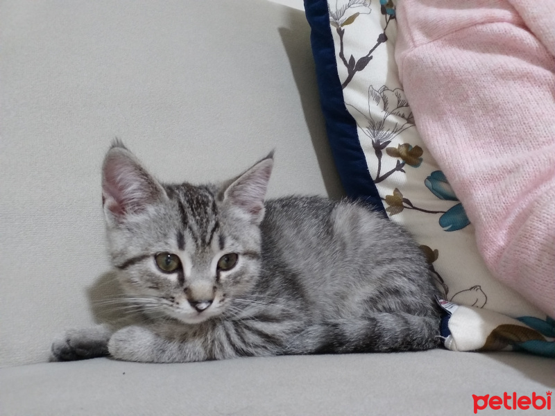 British Shorthair, Kedi  Paşa fotoğrafı