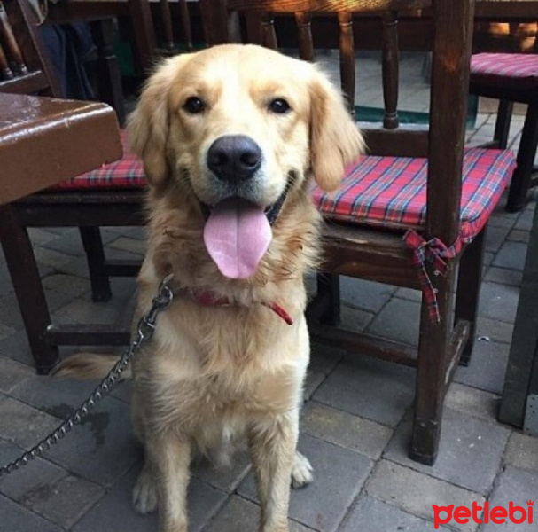 Golden Retriever, Köpek  Oscar fotoğrafı