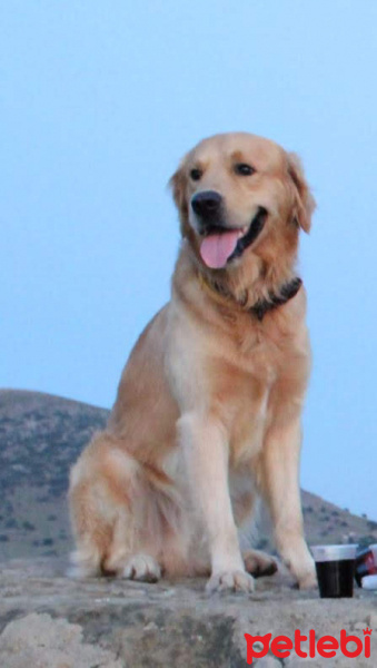 Golden Retriever, Köpek  Oscar fotoğrafı