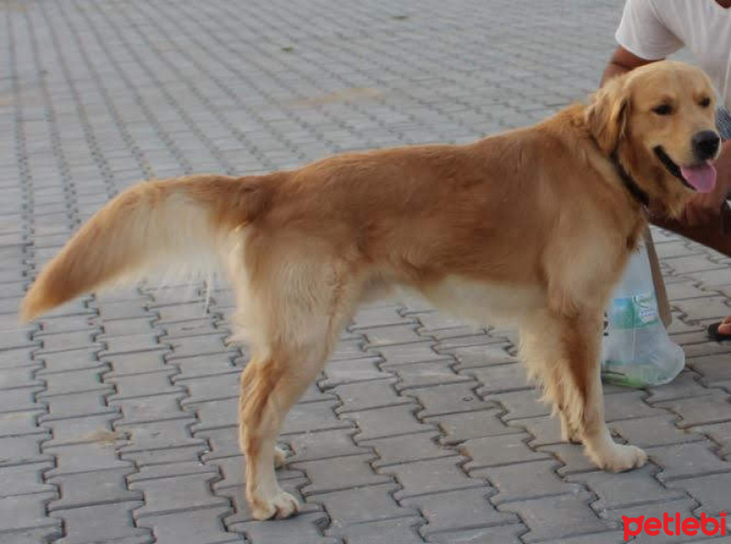 Golden Retriever, Köpek  Oscar fotoğrafı