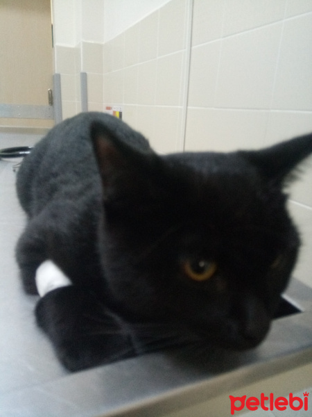 Siyam Kedisi, Kedi  Marcel fotoğrafı