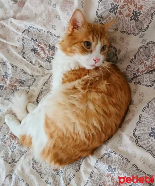 Sarman, Kedi  Lokum fotoğrafı