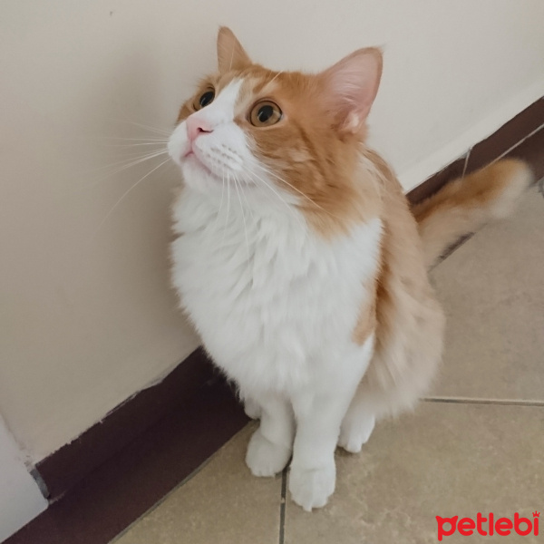 Sarman, Kedi  Lokum fotoğrafı