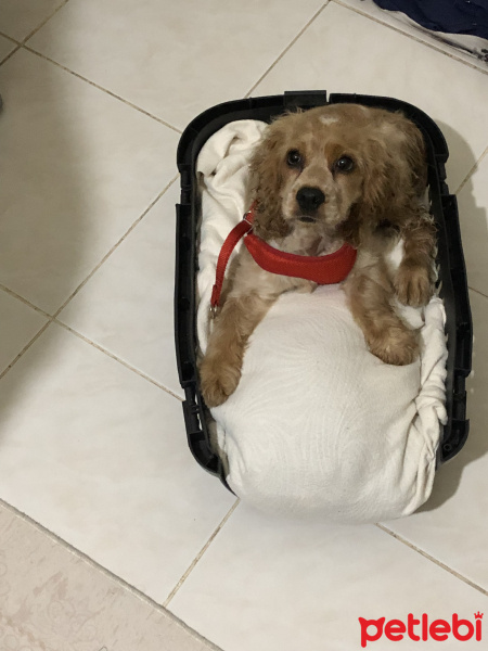 Amerikan Cocker Spaniel, Köpek  Tarçın fotoğrafı