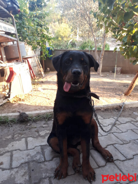 Rottweiler, Köpek  Gölge fotoğrafı