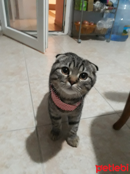 Scottish Fold, Kedi  Tomy fotoğrafı