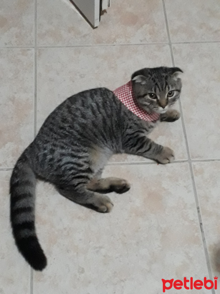 Scottish Fold, Kedi  Tomy fotoğrafı