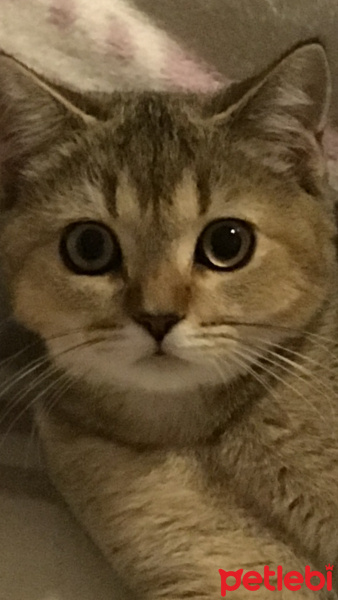 British Shorthair, Kedi  Ponçik fotoğrafı