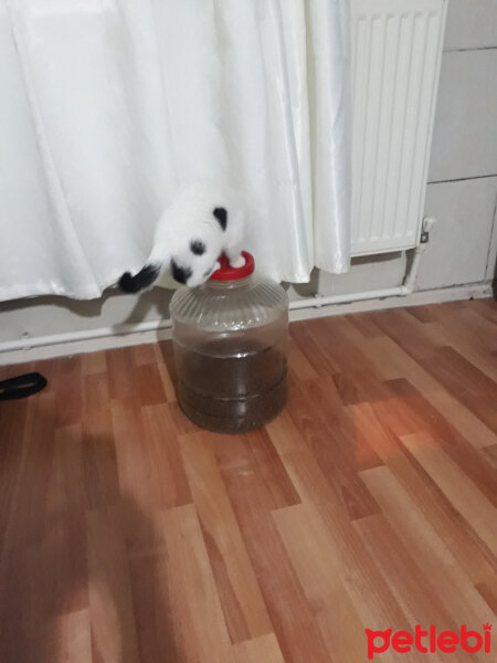 Cymric, Kedi  Çiko fotoğrafı