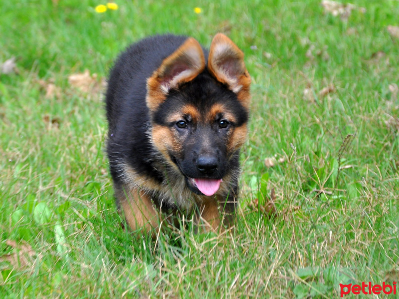 Alman Çoban Köpeği, Köpek  garip fotoğrafı