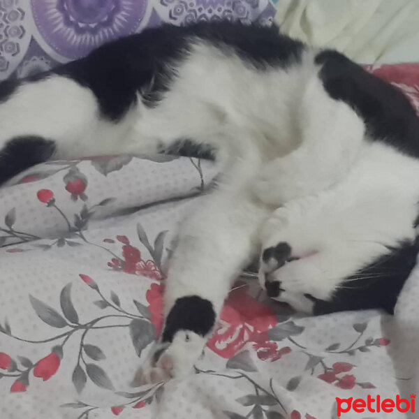 Tuxedo (Smokin) Kedi, Kedi  Bambi fotoğrafı