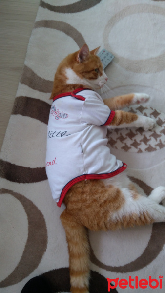 Sarman, Kedi  Sherlock fotoğrafı