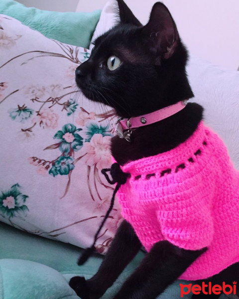 Bombay, Kedi  Asuman fotoğrafı