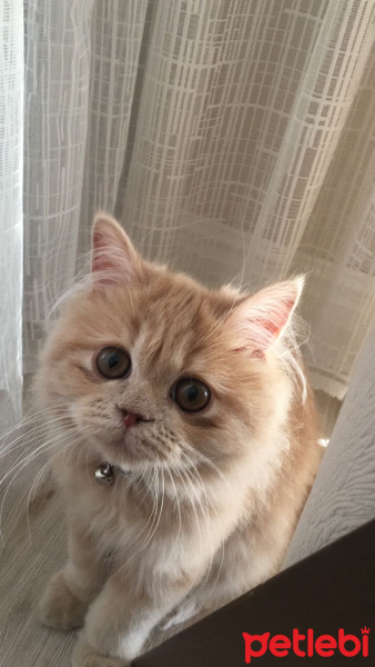 İran Kedisi (Persian), Kedi  MOCHA fotoğrafı