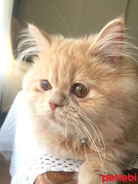 İran Kedisi (Persian), Kedi  MOCHA fotoğrafı