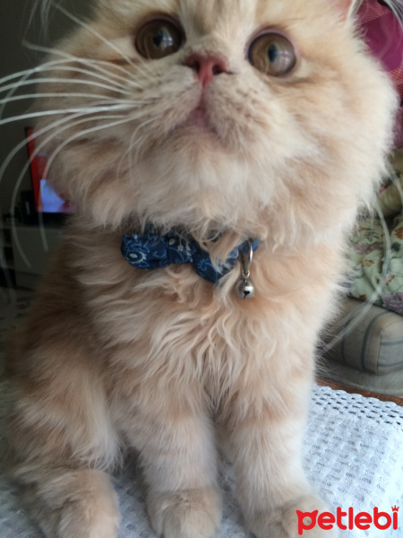 İran Kedisi (Persian), Kedi  MOCHA fotoğrafı