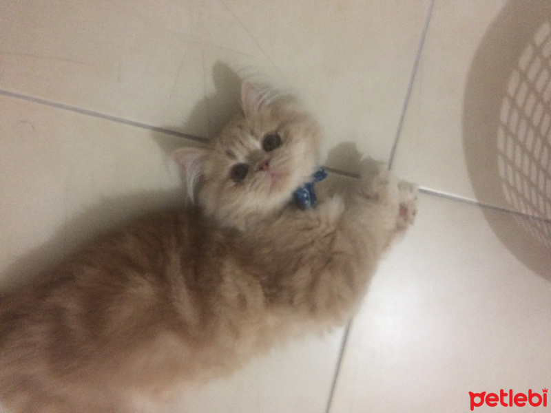 İran Kedisi (Persian), Kedi  MOCHA fotoğrafı
