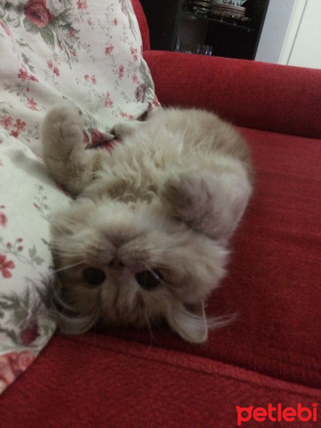 İran Kedisi (Persian), Kedi  MOCHA fotoğrafı