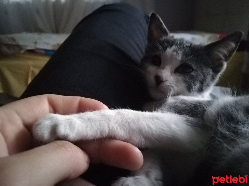 Tekir Kedi, Kedi  Prenses fotoğrafı