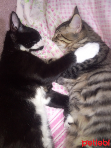 Tekir Kedi, Kedi  Oscar ve herkül fotoğrafı