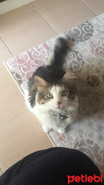 Maine Coon, Kedi  Schrödinger fotoğrafı