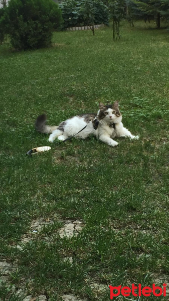 Maine Coon, Kedi  Schrödinger fotoğrafı