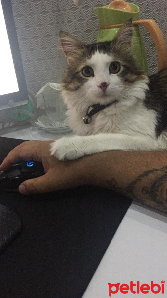 Maine Coon, Kedi  Schrödinger fotoğrafı