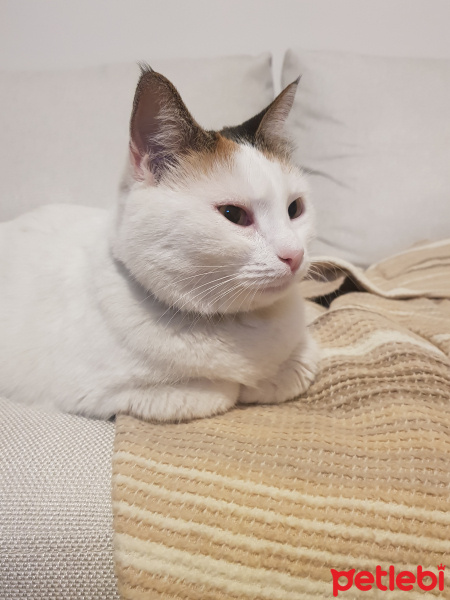 Tekir Kedi, Kedi  Raki fotoğrafı