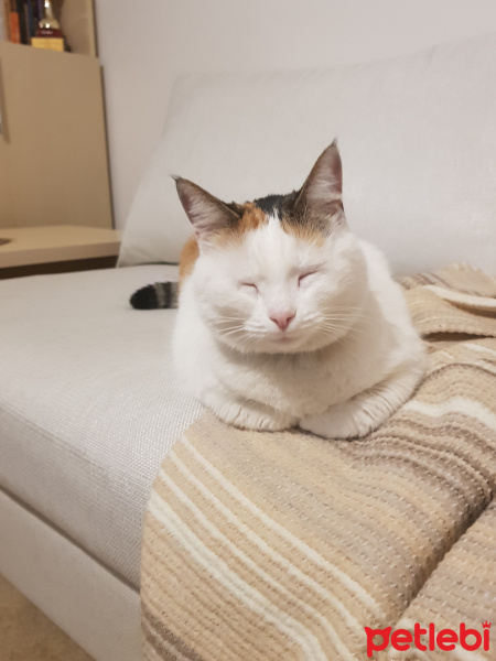Tekir Kedi, Kedi  Raki fotoğrafı