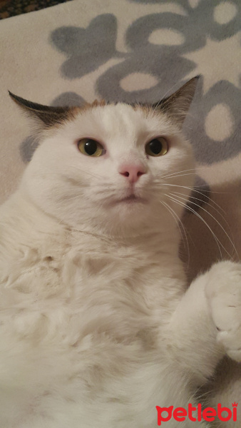 Tekir Kedi, Kedi  Raki fotoğrafı