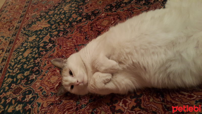 Tekir Kedi, Kedi  Raki fotoğrafı