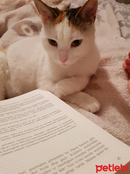 Tekir Kedi, Kedi  Raki fotoğrafı