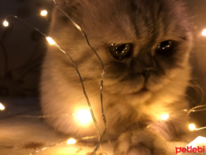 Scottish Fold, Kedi  Pati fotoğrafı