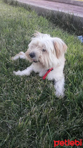 Maltese, Köpek  Boncuk fotoğrafı