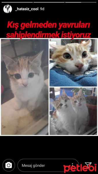 Abyssinian, Kedi  Koymadık :) fotoğrafı