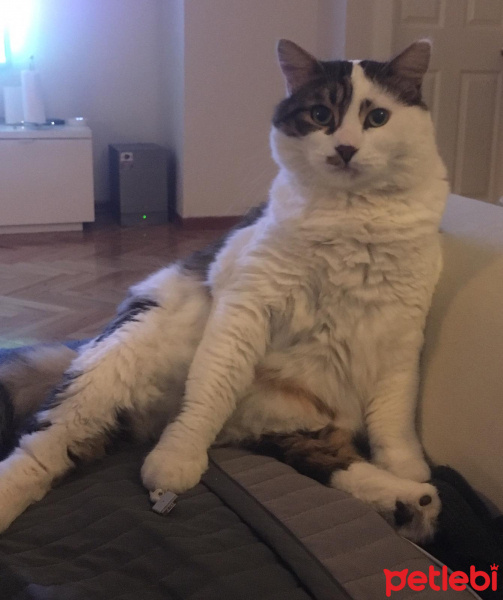 Tekir Kedi, Kedi  Mavi fotoğrafı