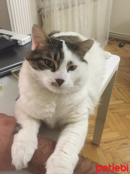 Tekir Kedi, Kedi  Mavi fotoğrafı