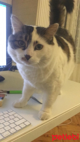 Tekir Kedi, Kedi  Mavi fotoğrafı